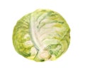 Watercolor headed cabbage