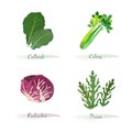 Watercolor healthy nature organic plant vegetable food ingredient collards celery radicchio frisee Royalty Free Stock Photo