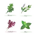 Watercolor healthy nature organic plant vegetable food ingredient mizuna sage oakleaf mint