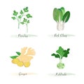 Watercolor healthy nature organic plant vegetable food ingredient parsley bok choy ginger kohlrabi