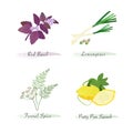 Watercolor healthy nature organic plant vegetable food ingredient red basil lemongrass fennel spice patty pan squash