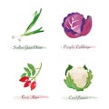 Watercolor healthy nature organic plant vegetable food ingredient scallion green onion purple cabbage rose hips cauliflower