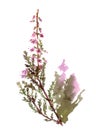 Watercolor heather flower