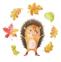 Watercolor hedgehog and Autumn leaf fall.One cartoon forest animal on a white background.