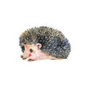 Watercolor hedgehog isolated on white background. Forest animals illustration