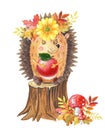 Watercolor hedgehog with red apple on a tree stump.One cartoon forest animal on white Royalty Free Stock Photo