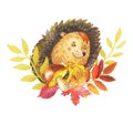 Watercolor hedgehog sleeping in autumn leaves with mushroom. Watercolour cartoon