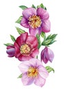 Watercolor Hellebore flower, anemones Spring plants watercolor hand drawn illustration, floral isolated white background