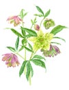 Watercolor hellebore flowers