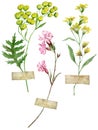 Watercolor herbarium flowers - tansy, pink corn cockle. Field flowers. Long stem florals.