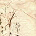 Watercolor herbarium hand drawn on the old paper