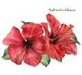 Watercolor hibiscus bouquet. Hand painted exotic floral illustration with red flower and leaves isolated on white Royalty Free Stock Photo