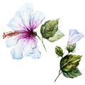 Watercolor hibiscus flower