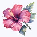 Watercolor Hibiscus Flower On White Background In Dark Violet And Light Red Style