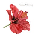 Watercolor hibiscus. Hand painted exotic floral illustration with red flower isolated on white background. Tropic flower Royalty Free Stock Photo