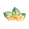 Watercolor hibiscus. Yellow tropical plants with leaves.