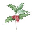 Watercolor holly berry, December month birth flower Royalty Free Stock Photo