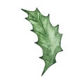 Watercolor holly berry leaf, December month birth flower Royalty Free Stock Photo