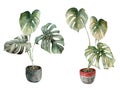 Watercolor home gardening set with tropical monstera. Hand painted exotic plants with pots isolated on white background