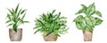 Watercolor home potted plants. Boston fern, cast iron plant and dieffernbachia. Hand drawn tropical house plants. Royalty Free Stock Photo