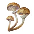 Watercolor honey fungus mushroom, Armillaria mellea. Hand drawn mushroom illustration isolated on white background