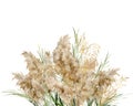 Watercolor horizontal bouquet of green and gold linear pampas grass. Hand painted exotic card of dry plant isolated on