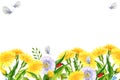 watercolor horizontal frame with summer field flowers, hand draw illustration of yellow dandelions and blow balls Royalty Free Stock Photo