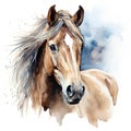 Watercolor horse, Brown horse portrait on a white background, horse riding sports