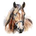 Watercolor Horse Farm Animal Portrait Hand Painted Illustration Royalty Free Stock Photo