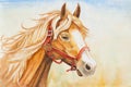 Watercolor horse head illustration Royalty Free Stock Photo