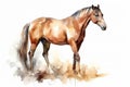 Watercolor horse illustration on white background Royalty Free Stock Photo