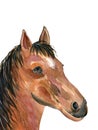 Watercolor horse portrait isolated on a white background Hand painting head of a brown horse. Animals illustration.