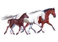 Watercolor horses family female male child illustration isolated