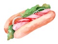 Watercolor hot dog on white background. Sandwich with sausage, lettuce, onion and ketchup