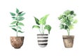 Watercolor  house green plants in flower pots Royalty Free Stock Photo