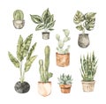 Watercolor house plant illustrations. Cactus, monstera, pipal, succulent, olive tree. Home decor botanic flowers. Greenery. Floral