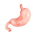 Watercolor human body organ stomach