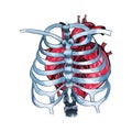 Watercolor human heart inside skeleton bones Royalty Free Stock Photo
