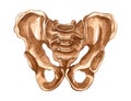 Watercolor human skeleton structure. Pelvis bone. Anatomy and medicine. Orthopedics illustration Royalty Free Stock Photo