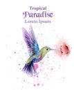 Watercolor humming bird Vector. Tropic paradise colorful birds. colorful paint stains splash Royalty Free Stock Photo