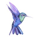 Watercolor hummingbird bird animal