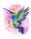 Watercolor hummingbird. Hand drawn artistic illustration