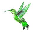 watercolor hummingbird.