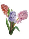 Watercolor of hyacinths