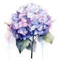 Watercolor hydrangea bouquet. Hand painted watercolor illustration.