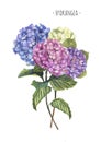 Watercolor hydrangea composition bouquet