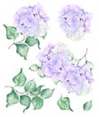 Watercolor Hydrangea Flowers Set. Flower Hortense