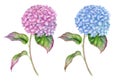 Watercolor Hydrangea flowers set. Hand painted pink and blue Hortensia flowering plants with leaves and stems isolated Royalty Free Stock Photo