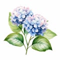 Watercolor Hydrangea Flowers On White Background - Uhd Image Royalty Free Stock Photo