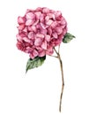 Watercolor hydrangea. Hand painted pink flower with leaves and branch isolated on white background. Nature botanica Royalty Free Stock Photo